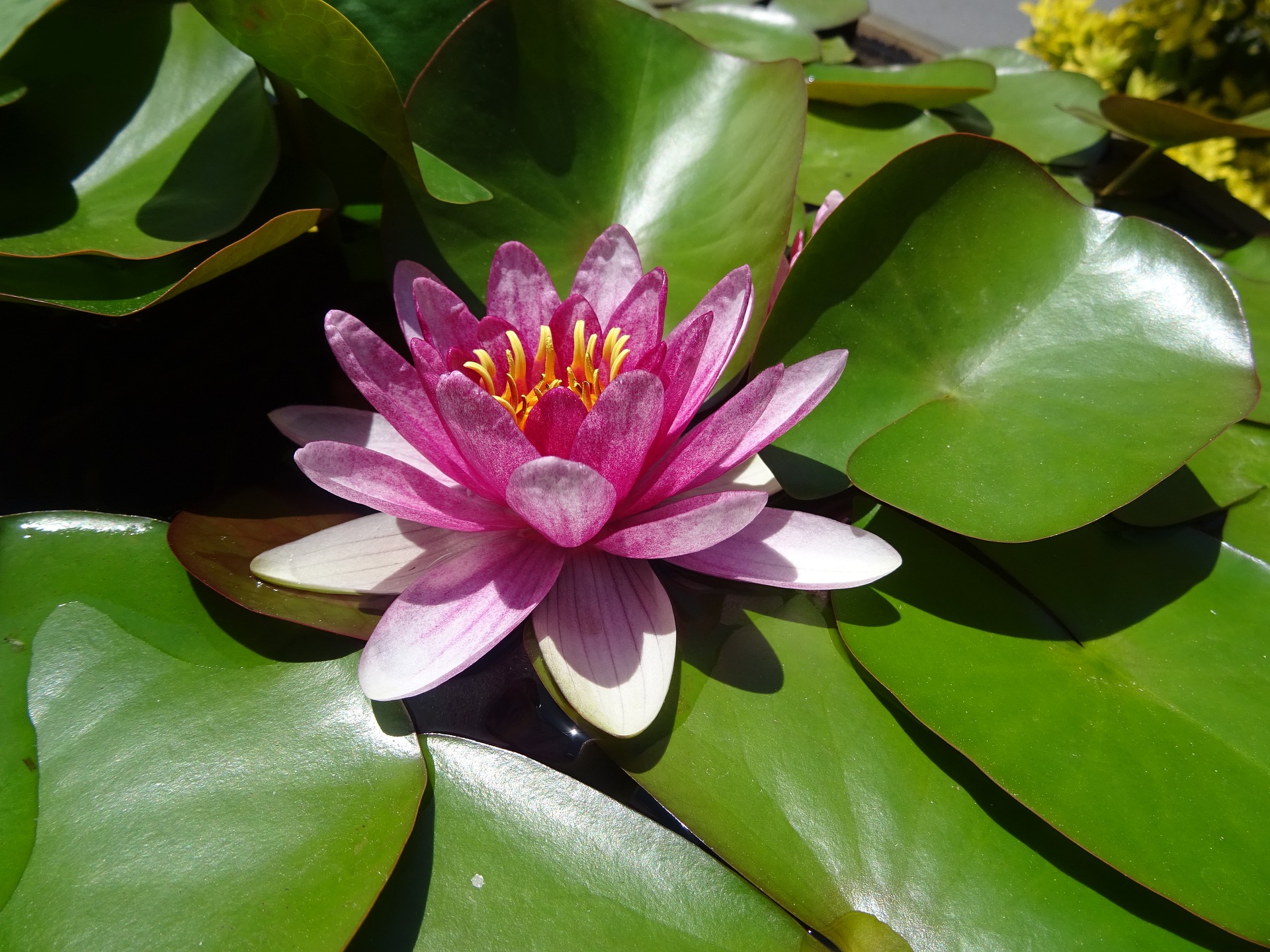 Water lilies 904857 1920